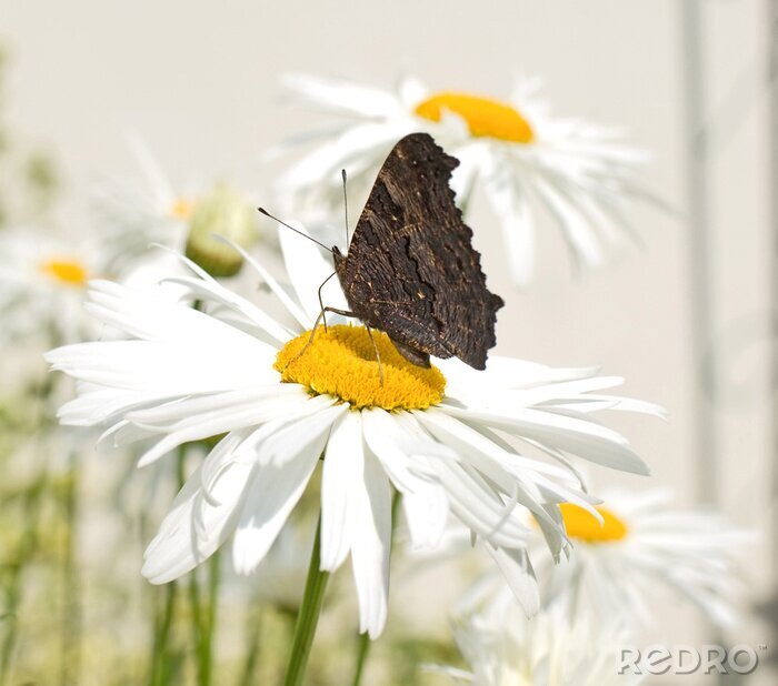 Fototapete Gänseblümchen und kleiner Schmetterling