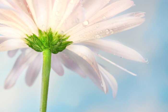 Fototapete Gänseblümchen von unten