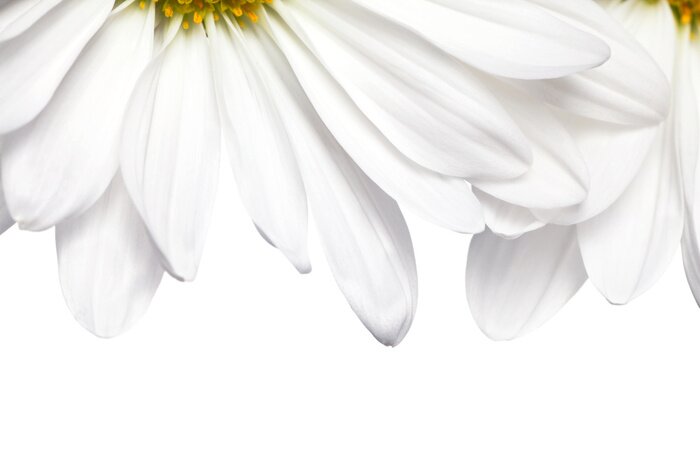 Fototapete Gänseblümchenblüten ungefähr