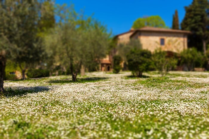 Fototapete Gaensebluemchenwiese