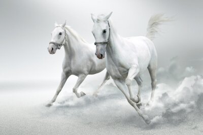 Fototapete Galoppierende pferde auf weißem hintergrund