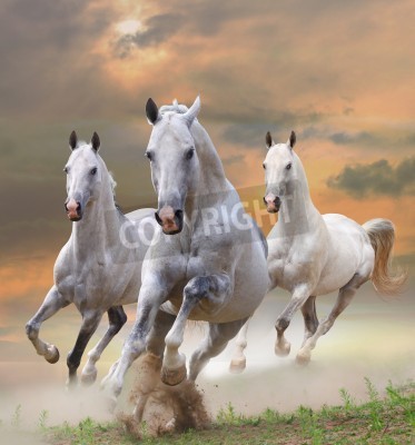 Fototapete Galoppierende pferde bei sonnenuntergang