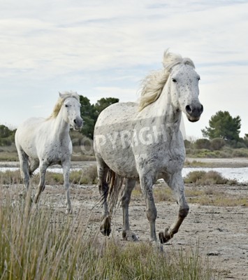 Fototapete Galoppierende pferde im nationalpark
