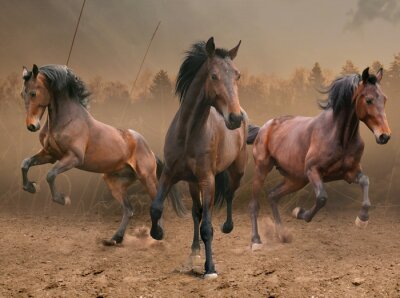 Galoppierende Pferde im Nebel