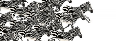 Fototapete Galoppierende Zebras auf weißem Hintergrund