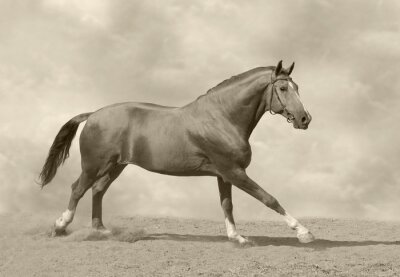 Fototapete Galoppierendes pferd in sepia