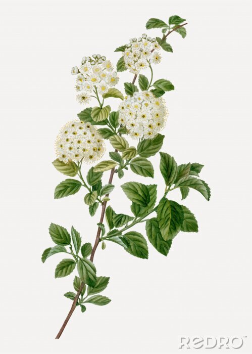 Fototapete Gamander-Spierstrauch Zweig mit Blüten