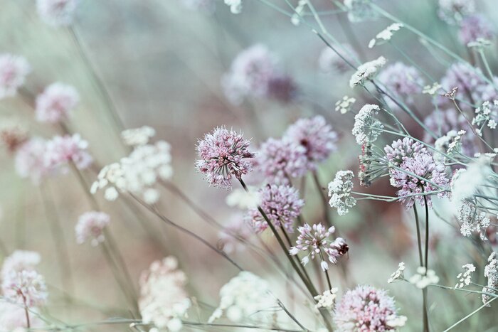 Fototapete Garten mit wilden Blumen