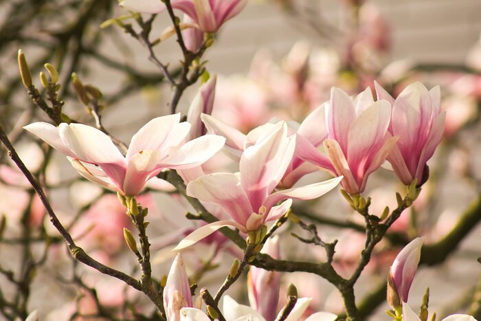 Fototapete Gartenmagnolie