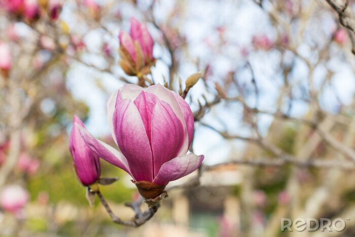 Fototapete Gartenmagnolie-Baum