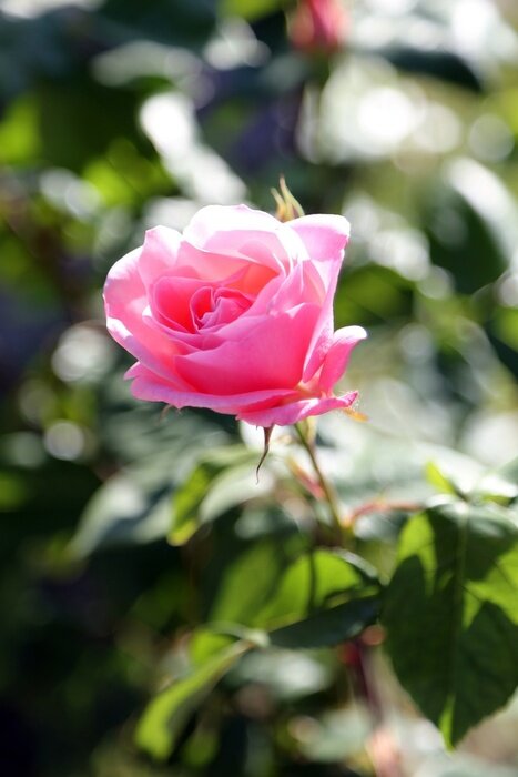 Fototapete Gartenrose in der Sonne