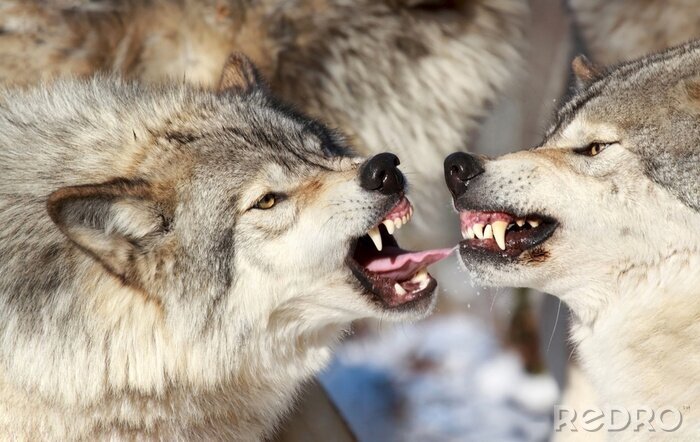 Fototapete Gefährliche Wölfe mit Fangzähnen