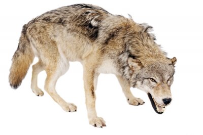 Fototapete gefährlicher Wolf auf weißem Hintergrund