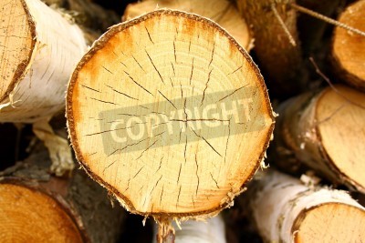 Fototapete Gefällte Birke