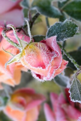 Fototapete Gefrorene Rose im Garten