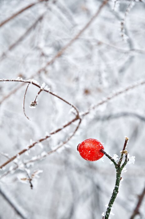 Fototapete Gefrorene Zweige im Winter