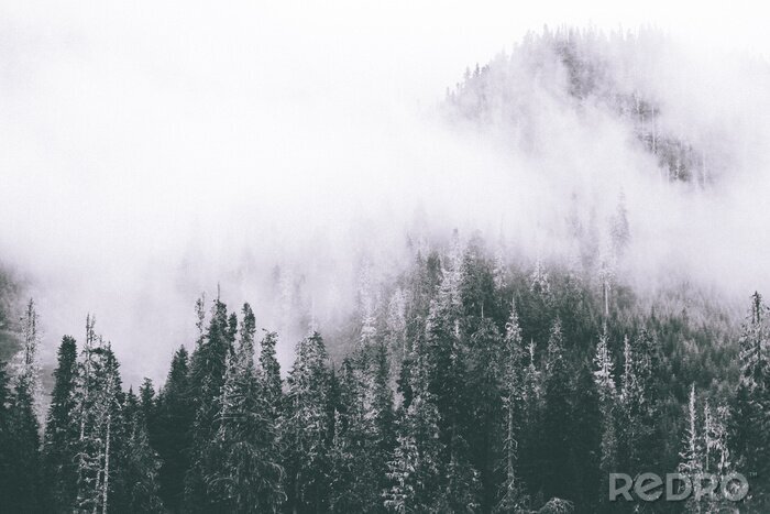 Fototapete Gefrostete bäume