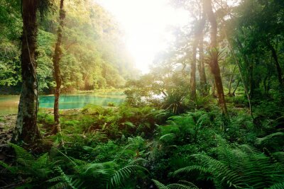 Geheimnisvolle Maya-Dschungel im Nationalpark Semuc Champey Guate