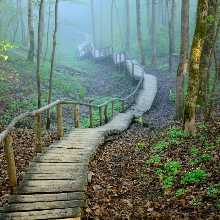Fototapete Geheimnisvolle Treppe in einem nebligen Wald
