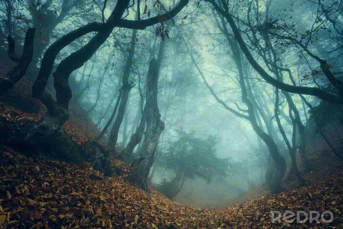 Fototapete Geheimnisvoller Herbstwald
