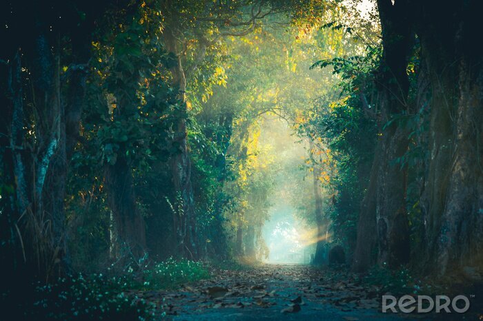 Fototapete Gehen Sie an einem sonnigen Tag den Waldweg entlang