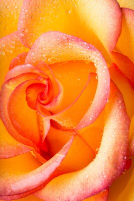 Fototapete Gelb-orange Rose in Nahaufnahme