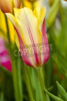 Fototapete Gelb-rosa Tulpen