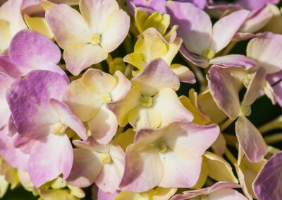 Fototapete Gelb-violette Blumen