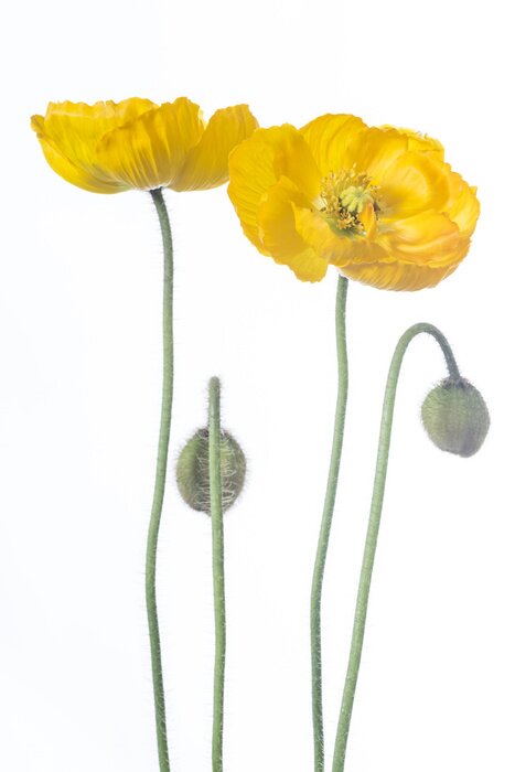 Fototapete Gelbe abstrakte Mohnblumen