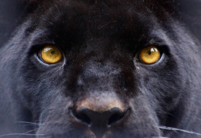 Gelbe Augen des Schwarzen Panthers