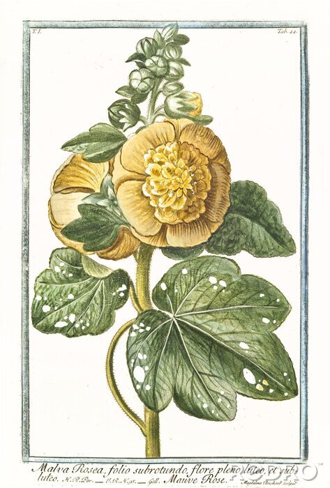 Fototapete Gelbe Blume auf einem Zweig