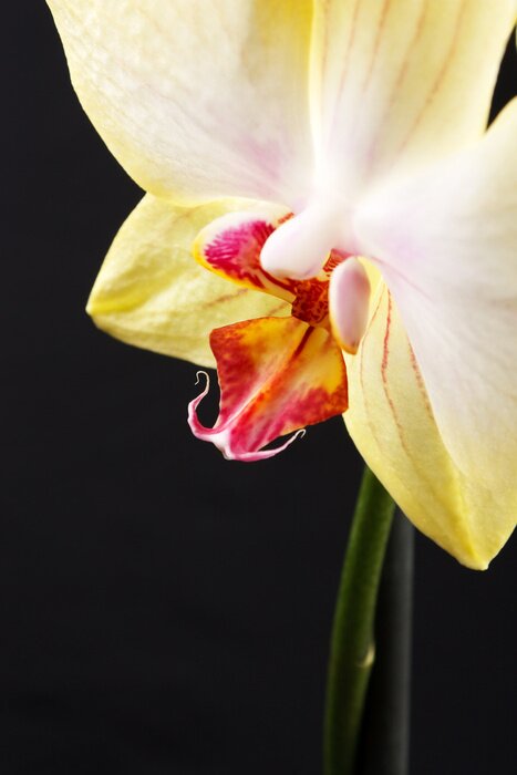 Fototapete Gelbe Blume mit rotem Inneren