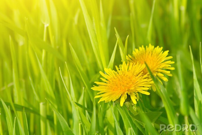 Fototapete Gelbe Blumen auf dem Feld