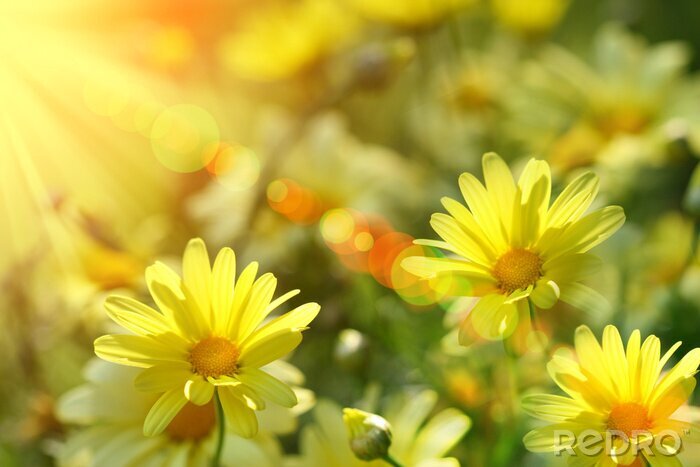 Fototapete Gelbe Blumen im Sonnenlicht