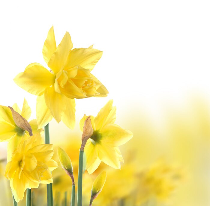 Fototapete Gelbe Blumen im Sonnenschein