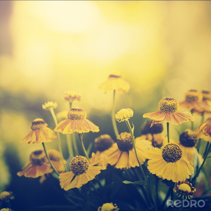 Fototapete Gelbe Blumen in der untergehenden Sonne