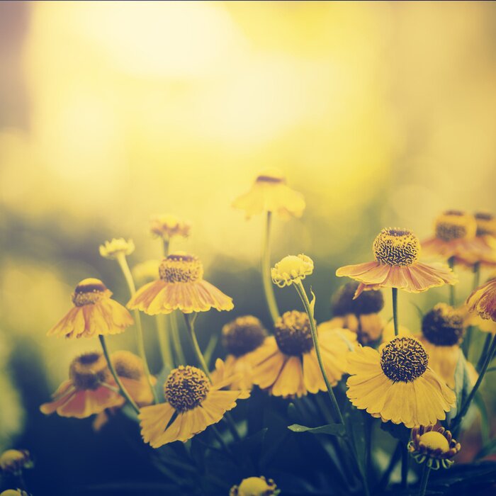 Fototapete Gelbe Blumen in der untergehenden Sonne