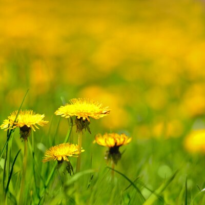 Gelbe Blumen unter Gras