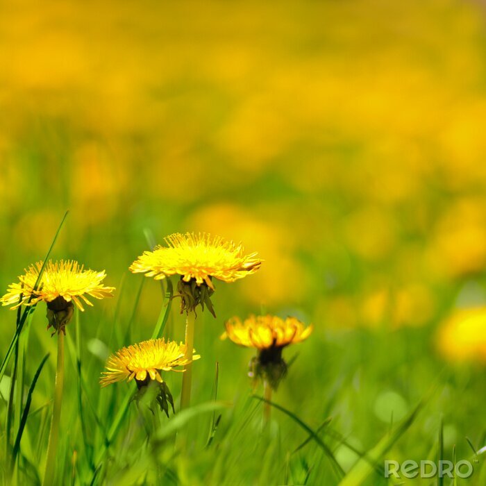Fototapete Gelbe Blumen unter Gras