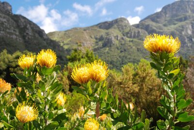 Fototapete Gelbe Blumen vor dem Hintergrund der Berge