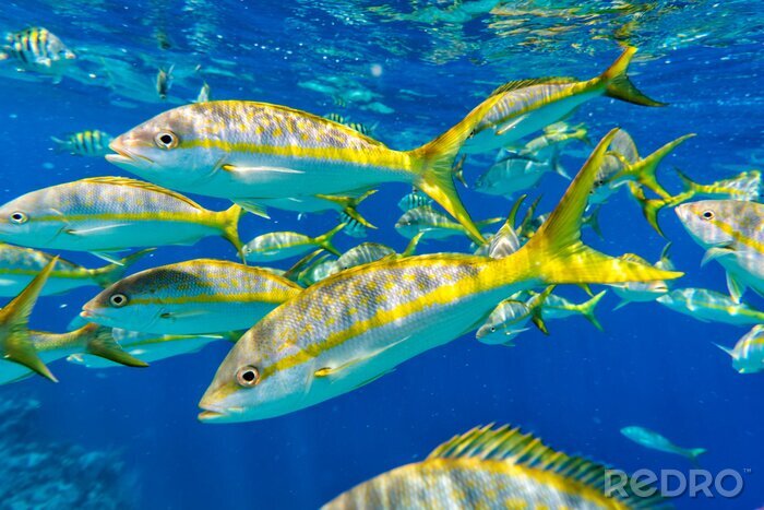 Fototapete Gelbe Fische im Ozean