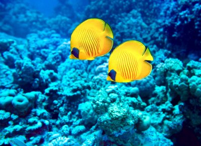 Fototapete Gelbe Fische und Korallenriff