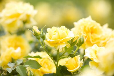 Fototapete Gelbe Gartenrosen mit Knospen