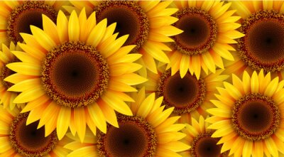 Fototapete Gelbe grafische Sonnenblumen
