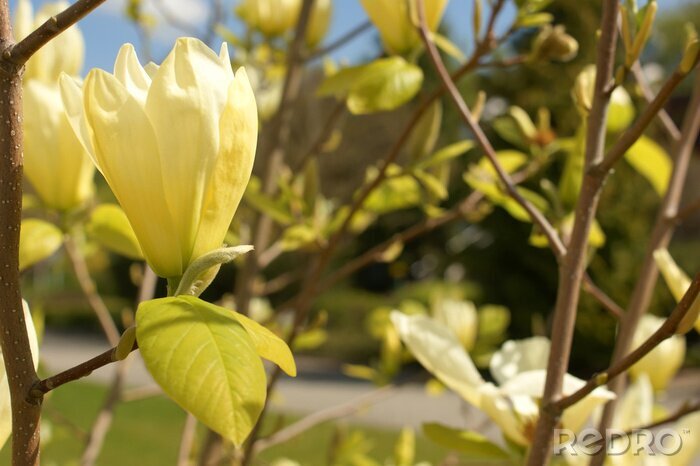 Fototapete Gelbe Magnolie auf dem Baum