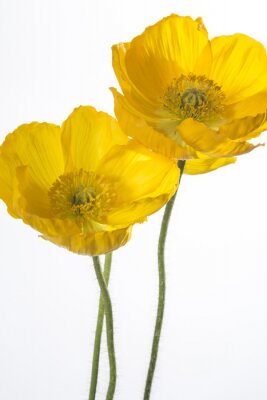 Fototapete Gelbe Mohnblumen auf weißem Hintergrund