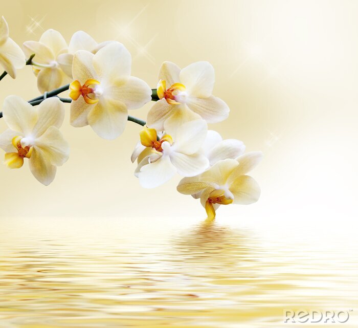Fototapete Gelbe Orchidee am Wasser