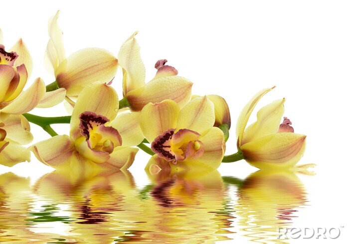 Fototapete Gelbe Orchidee auf dem Wasser