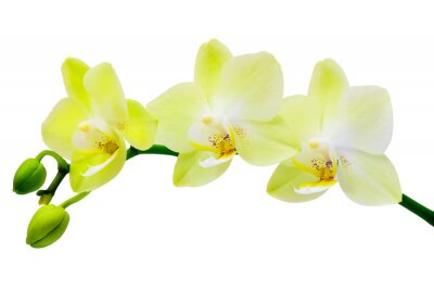 Fototapete Gelbe Orchidee auf hellem Hintergrund