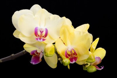 Fototapete Gelbe Orchidee auf schwarzem Hintergrund
